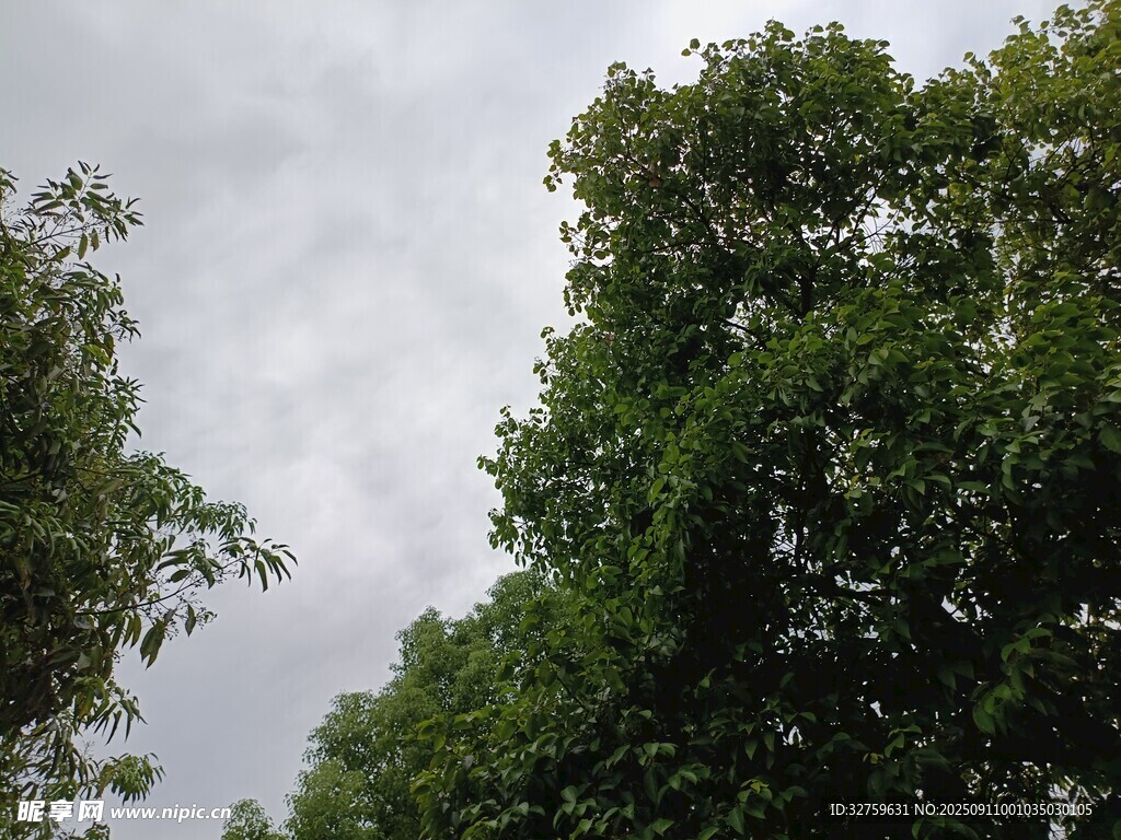 绿树映灰天的自然景致