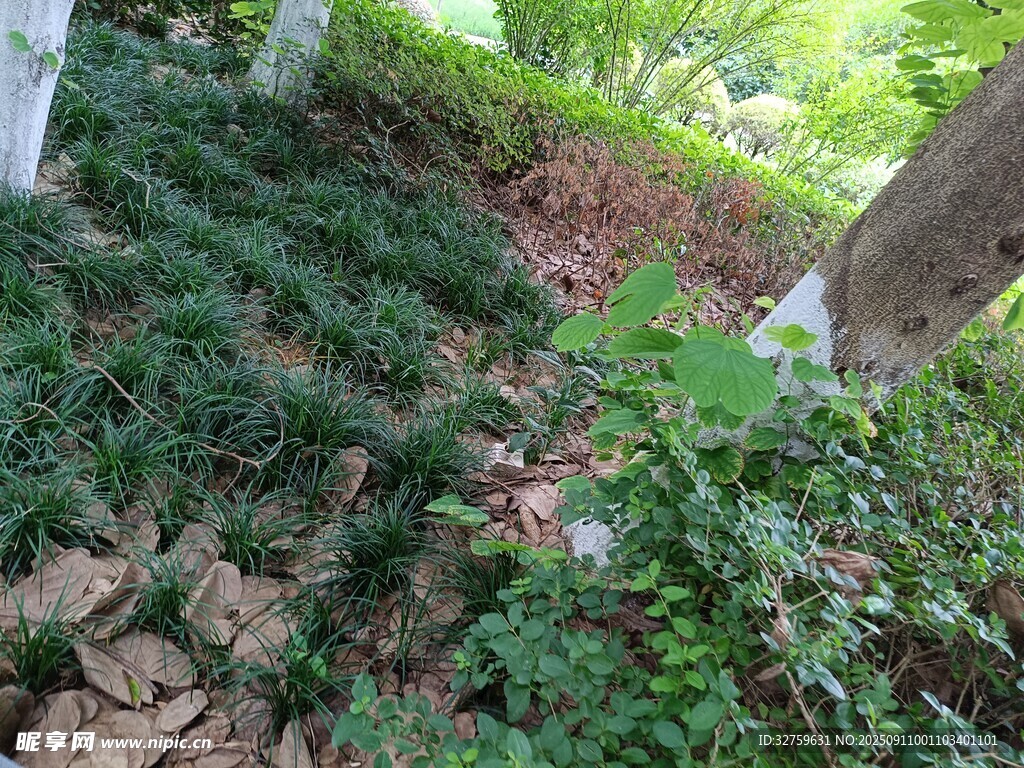 山坡绿植景象