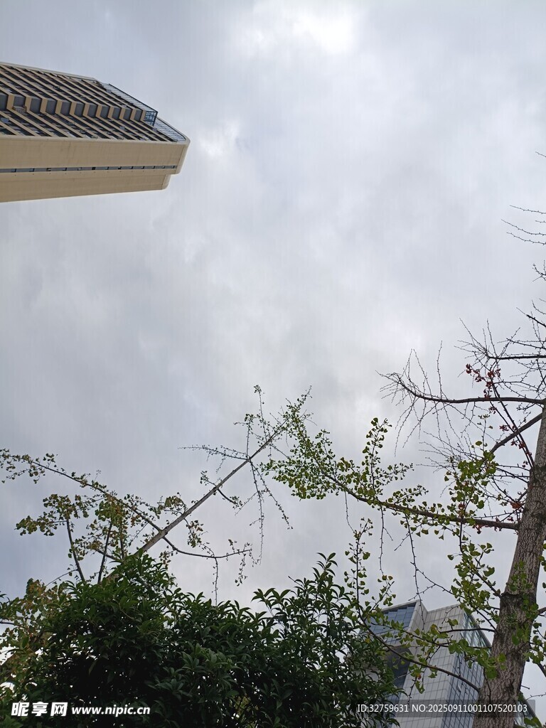 城市中光秃树枝与建筑