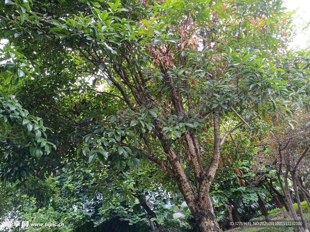 绿树繁花的自然景致