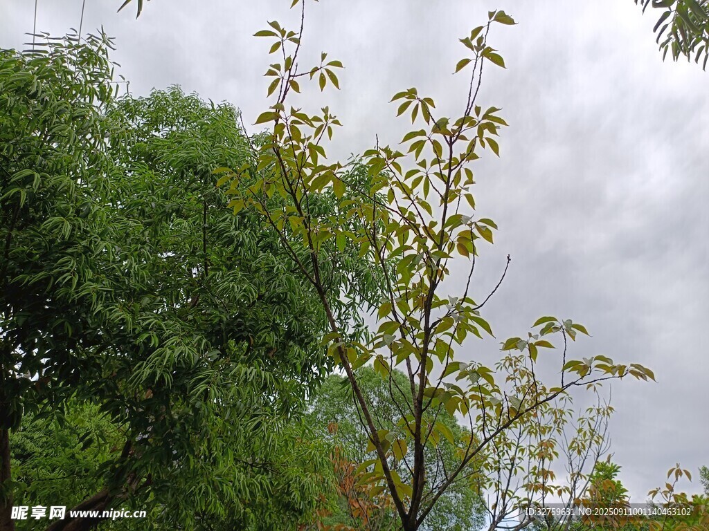 绿树成荫的自然景致