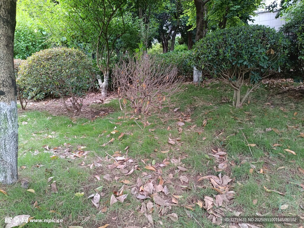 秋日草地落叶与绿植景观