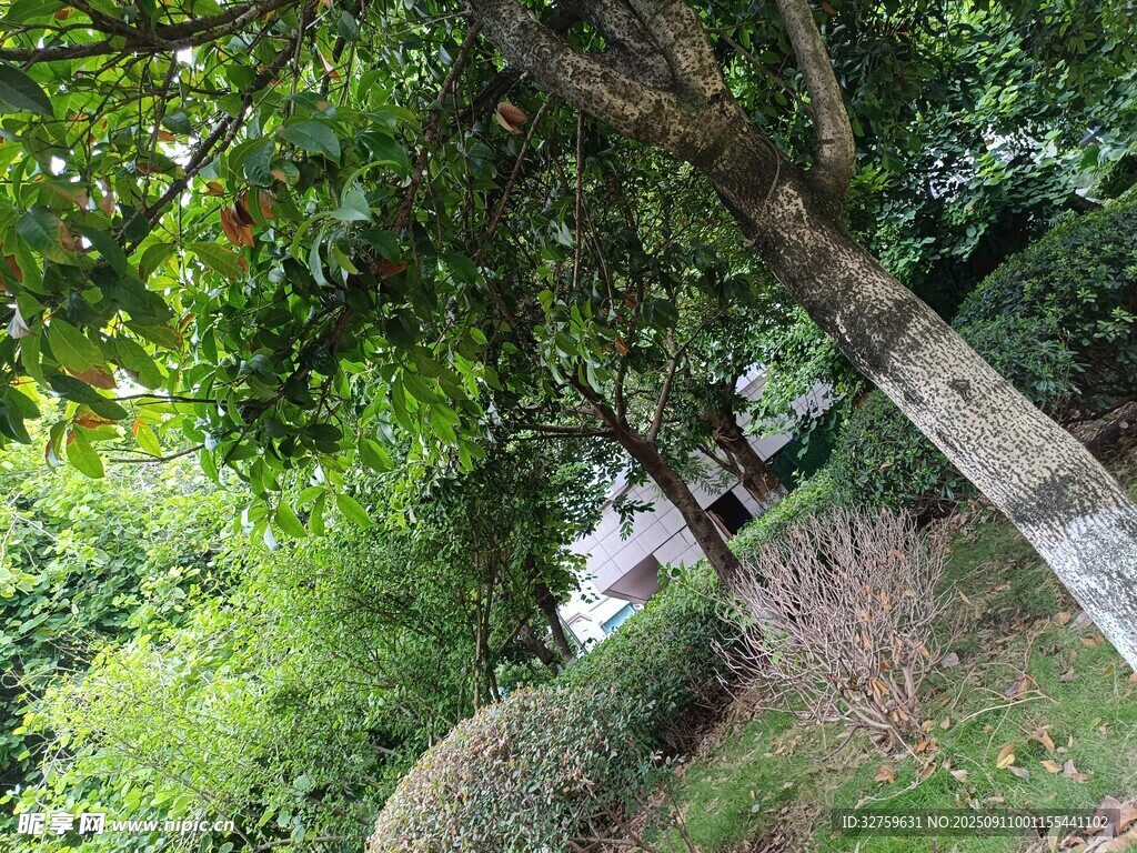 林间小道绿意盎然的景致