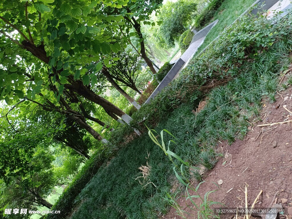 林间绿意盎然的自然景致