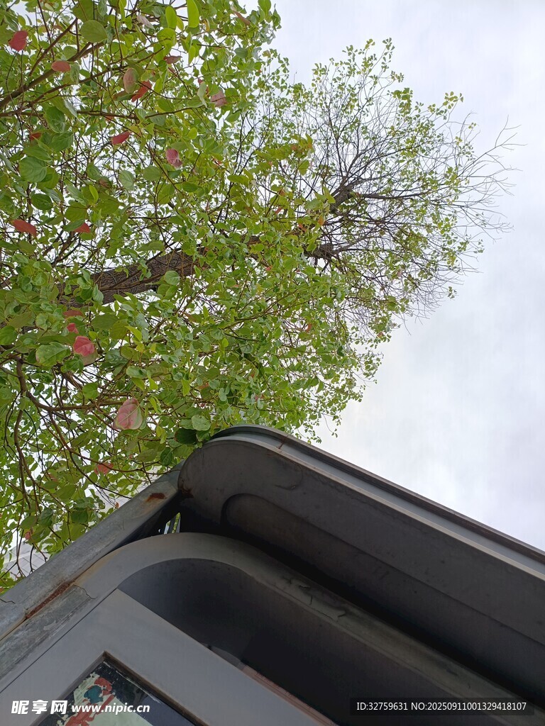 车顶视角下的绿树景致