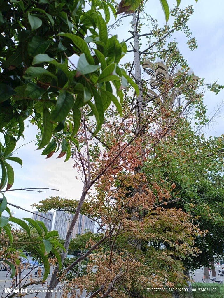 秋日多彩树木景致