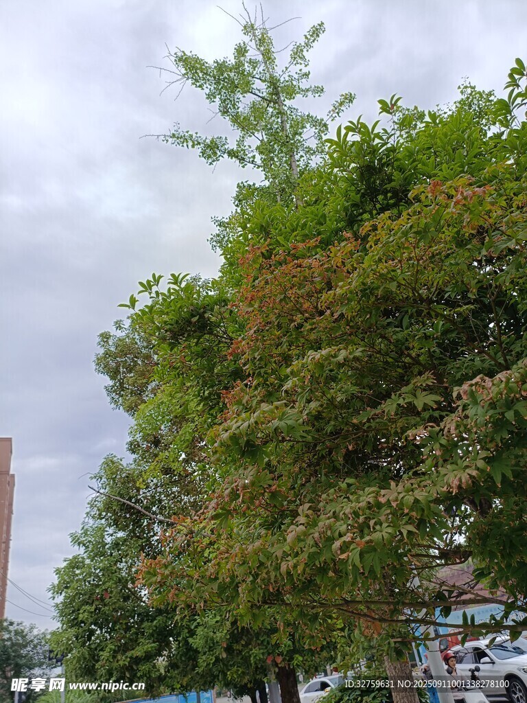 城市中葱郁的绿树景观