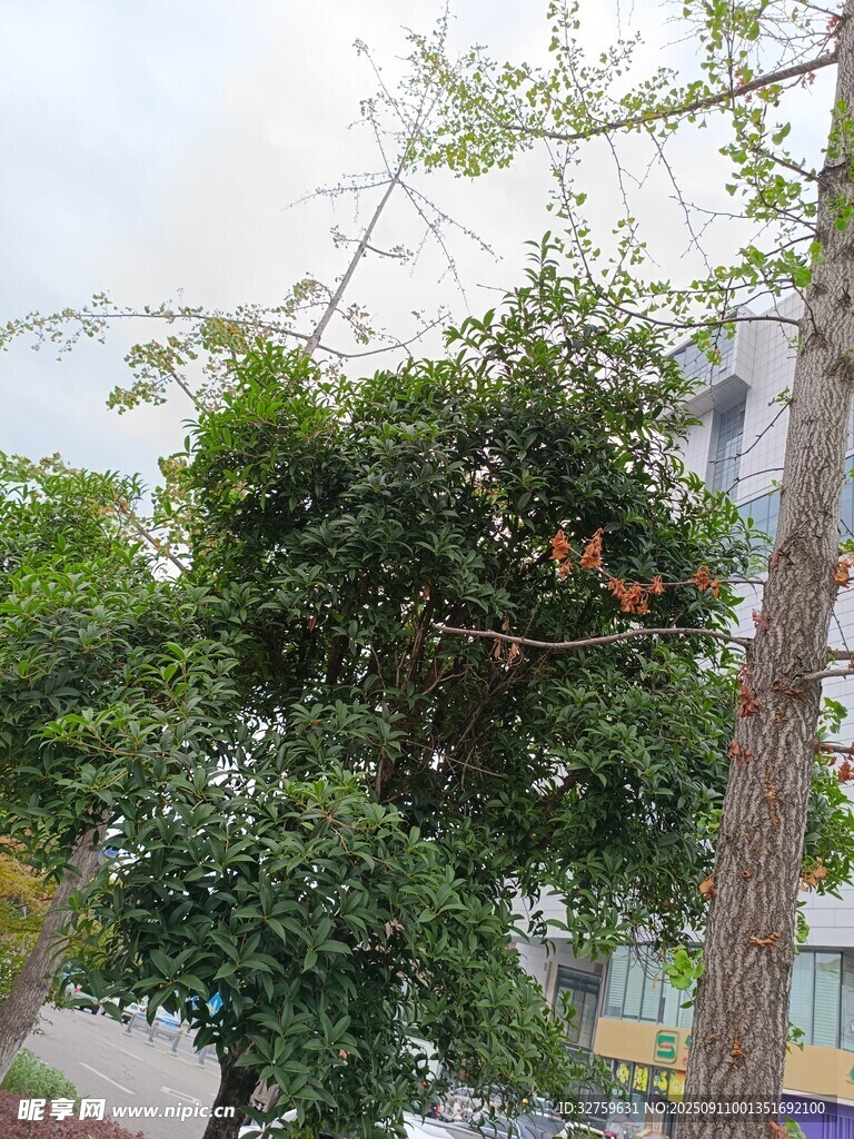 城市中葱郁的绿树景观