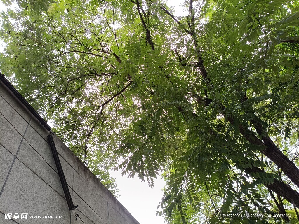 墙边绿树生机盎然