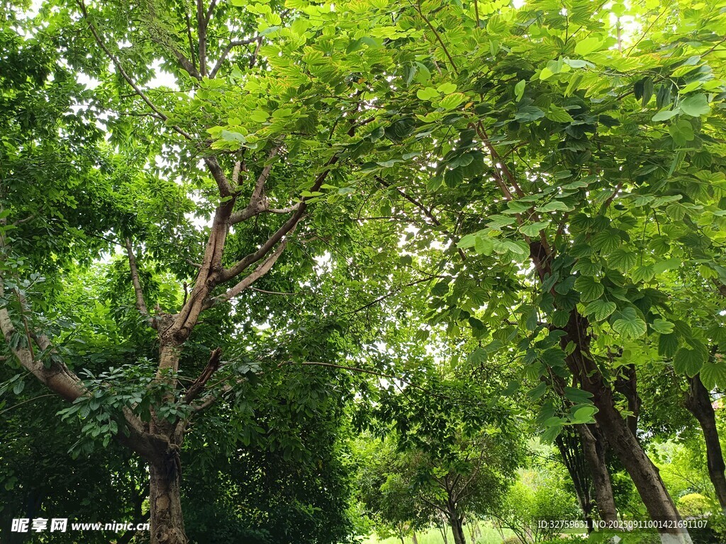夏日葱郁树林景观