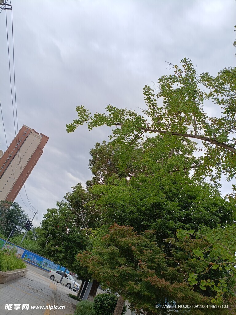 城市路边绿树与高楼景象