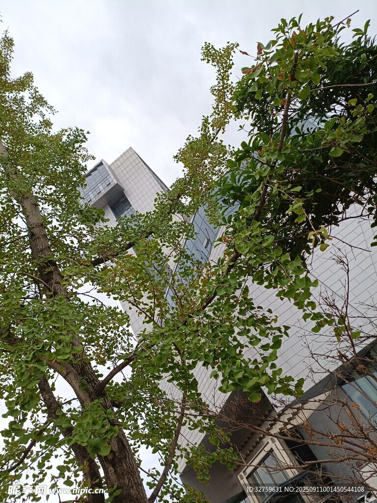 绿叶掩映下的城市建筑