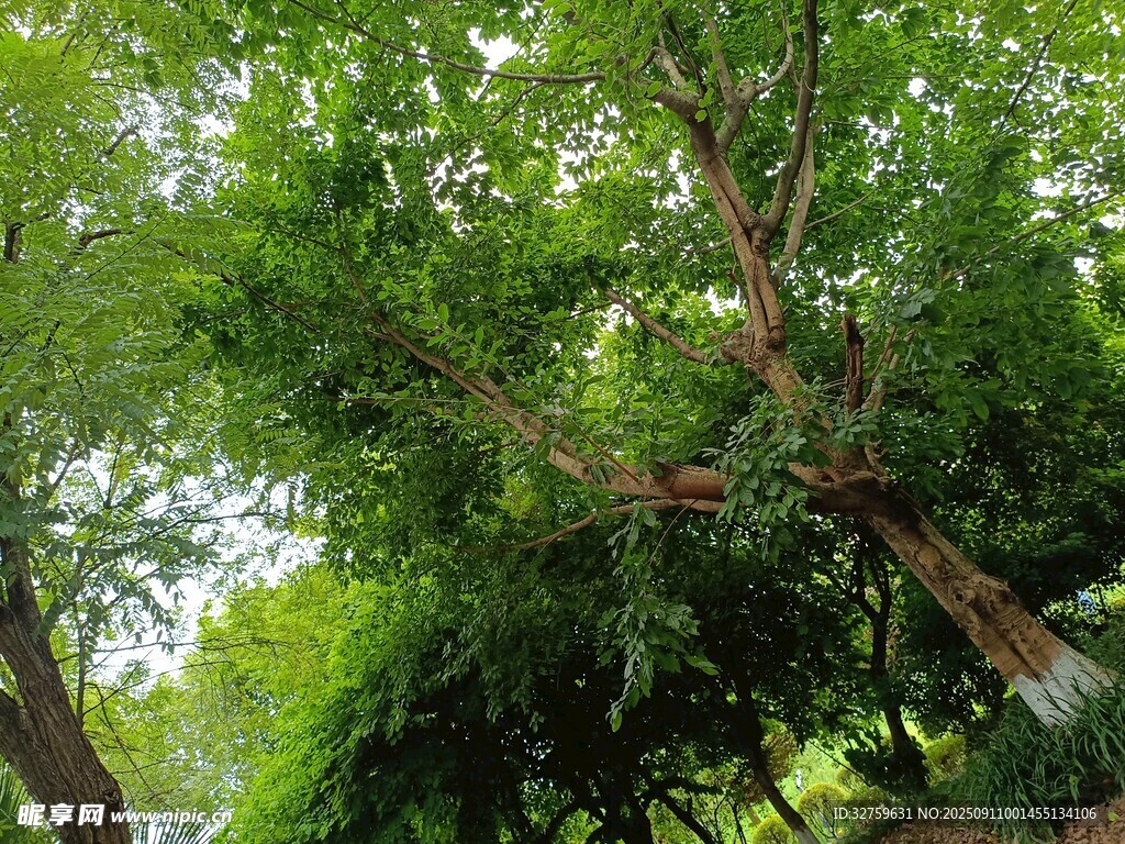 繁茂绿树展现自然生机