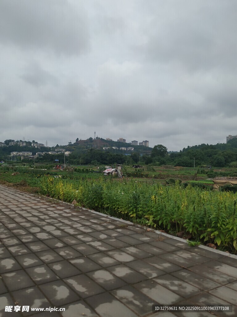 雨中乡间石板路与绿植