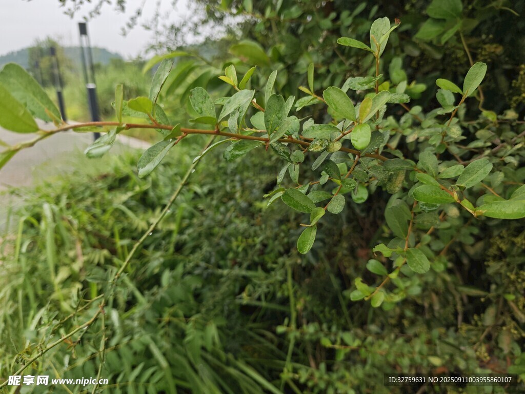 路边繁茂绿植景象