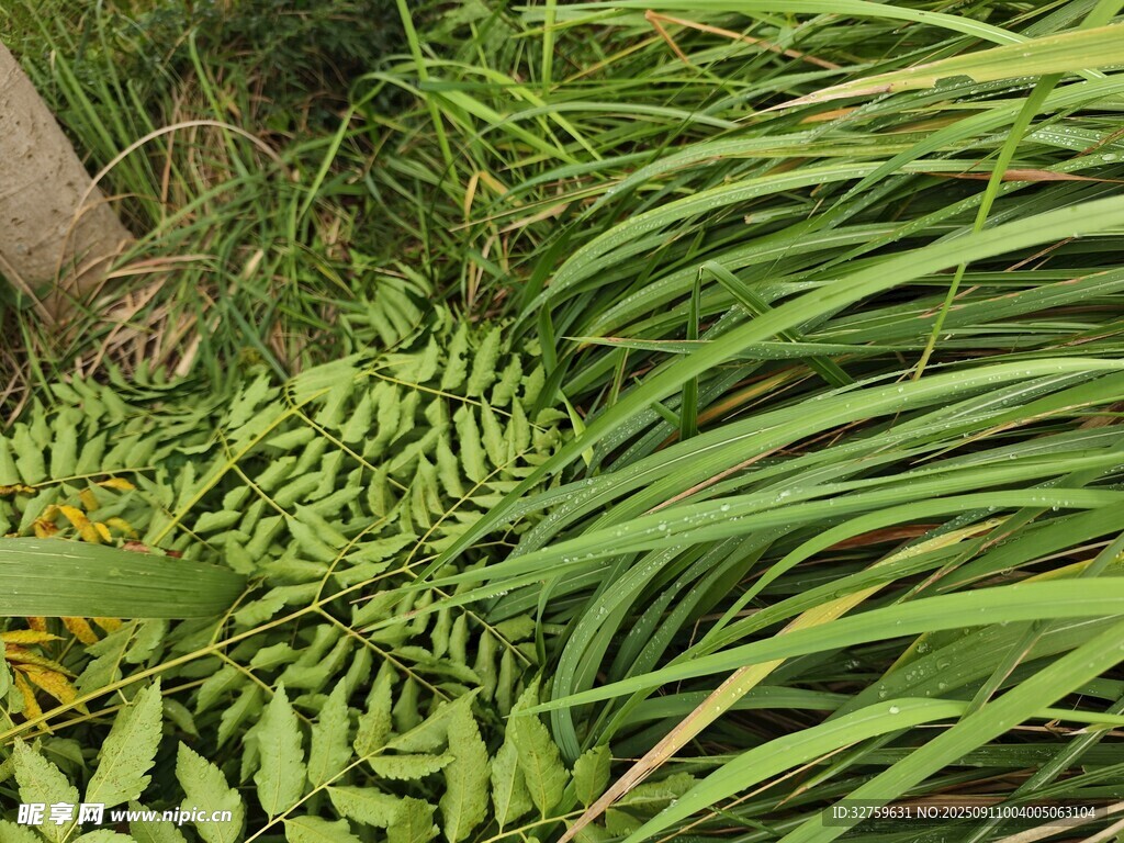 翠绿繁茂的野生植物景观