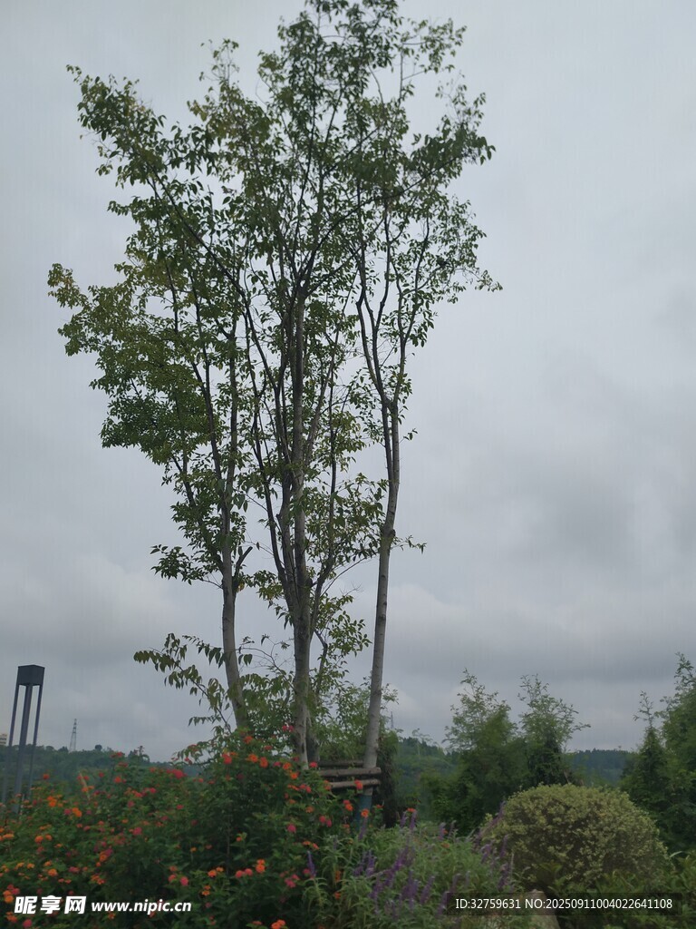 阴天中的树木与绿植景观