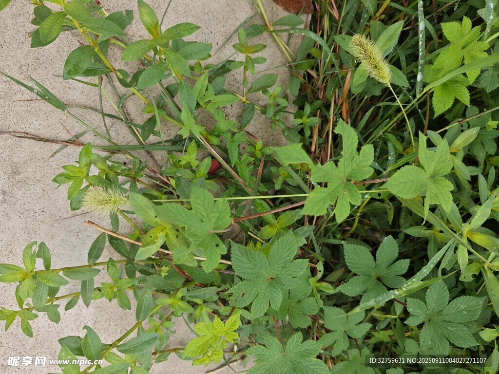 地面生长的绿色植物