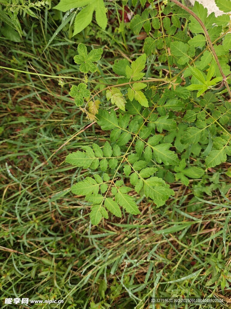 草丛中的嫩绿植物