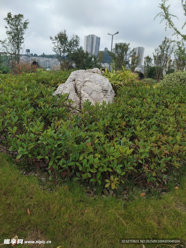 园林中巨石与绿植景观