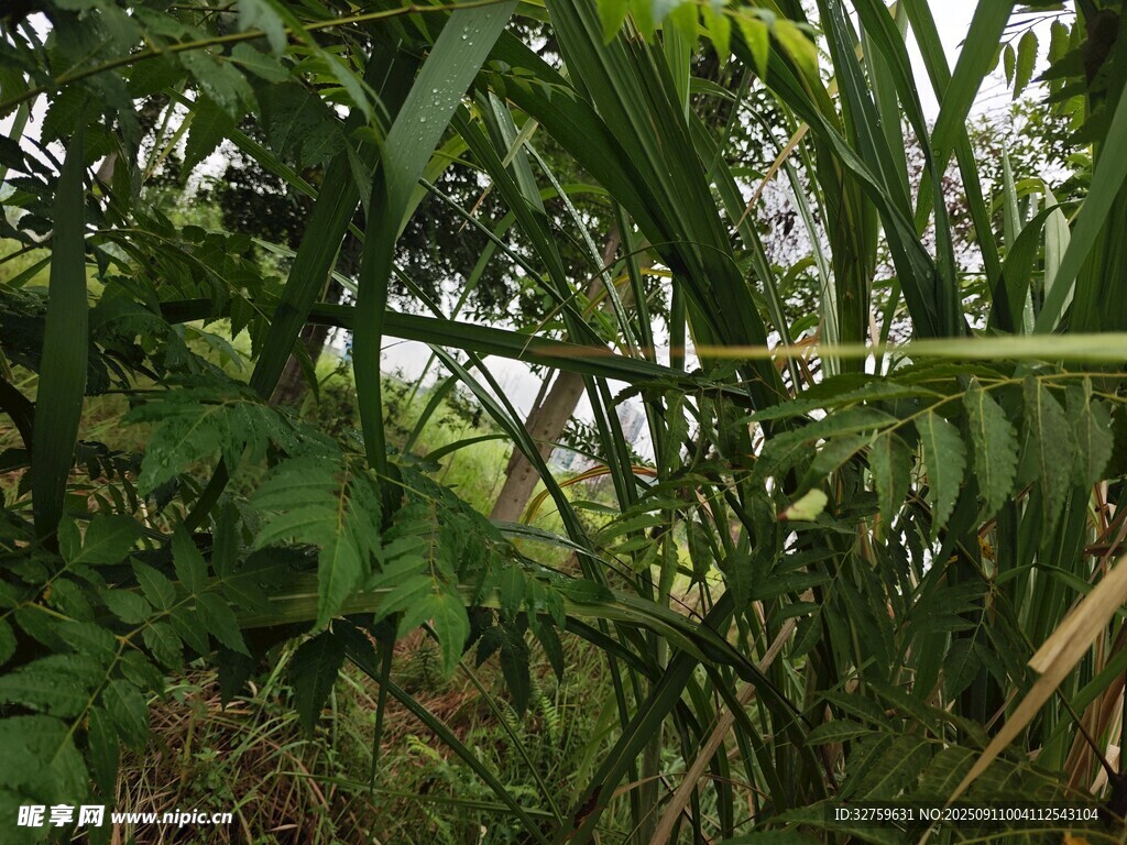 茂密丛林中的多样绿植