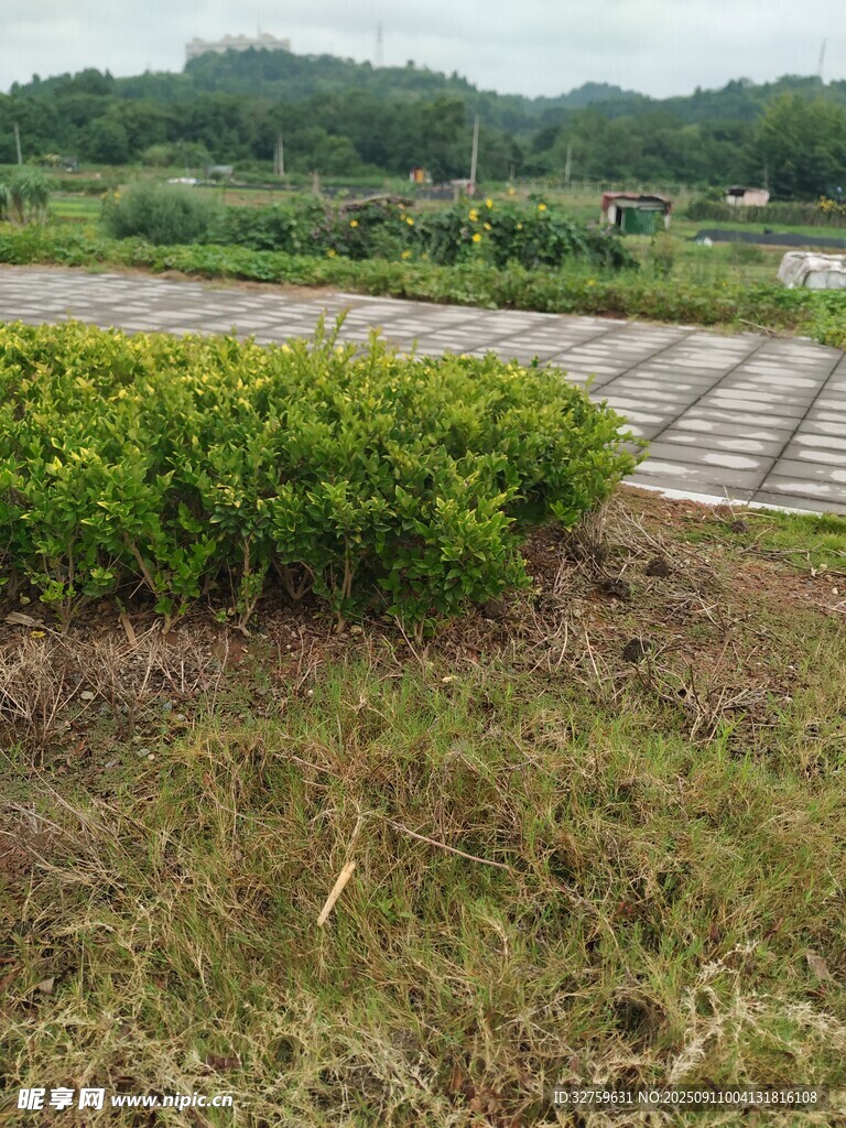 户外绿植与石板路景观