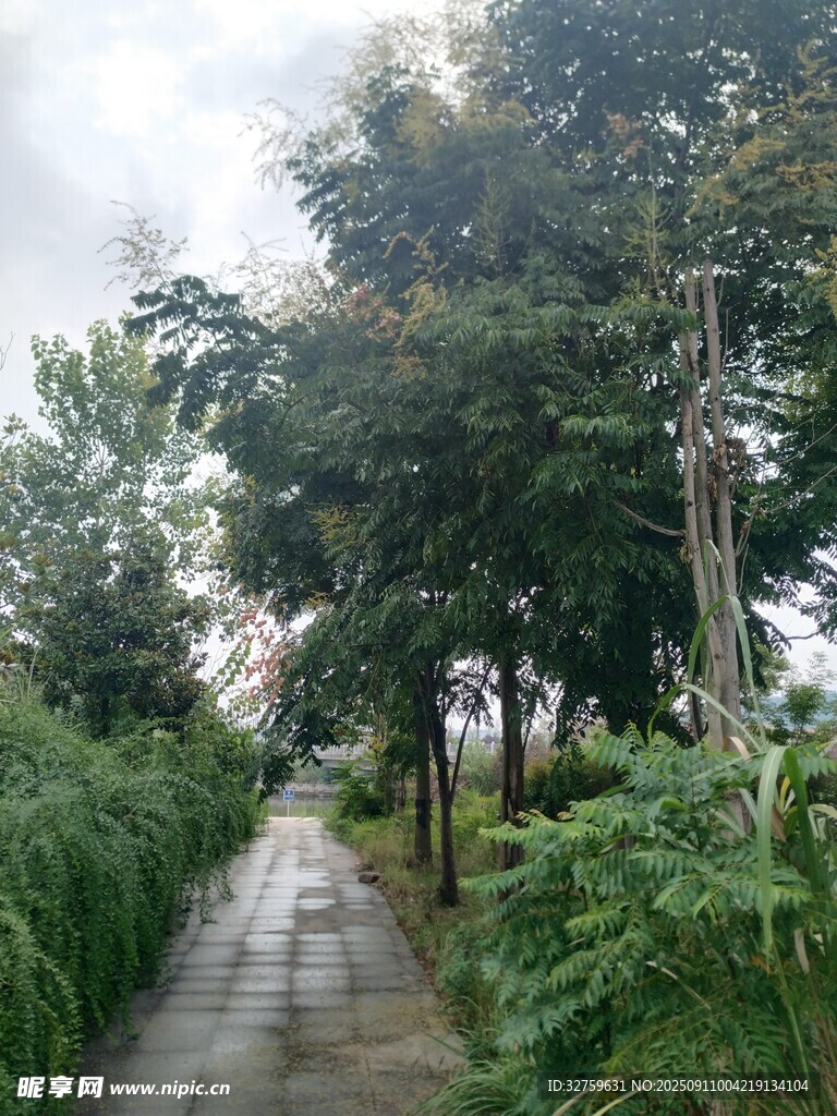 林间小径 