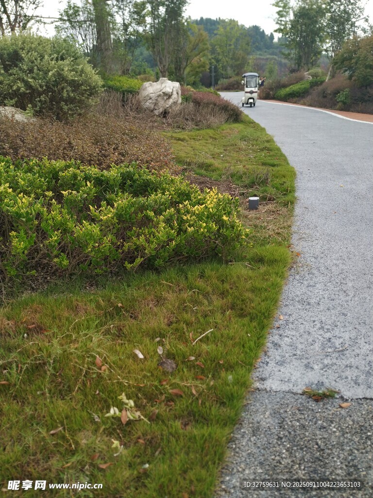 蜿蜒小径旁的绿植景观