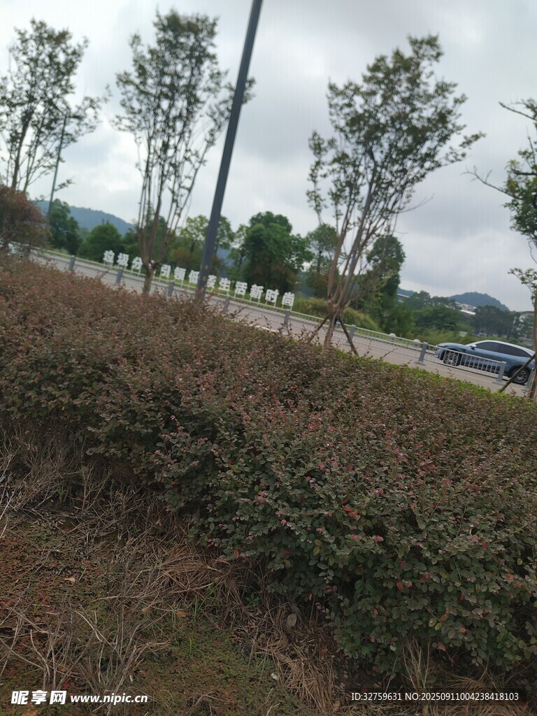 路边砍伐后的树枝堆