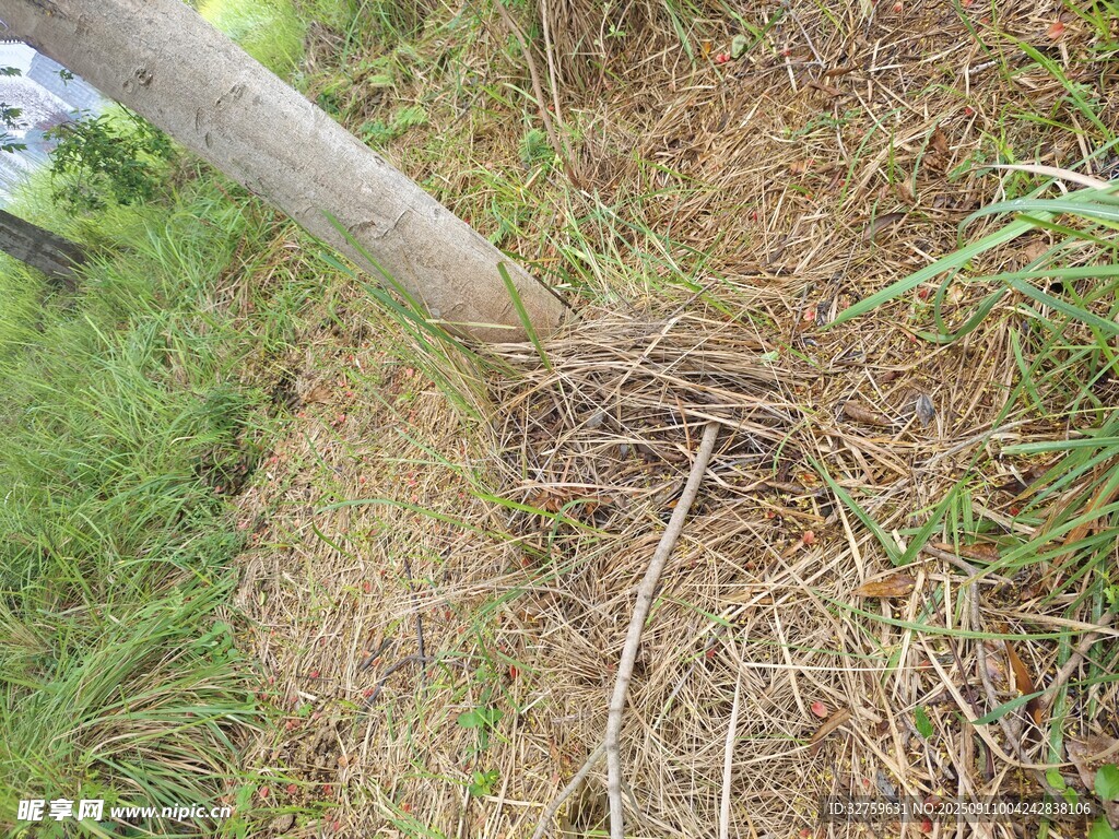 树根处的杂草景象
