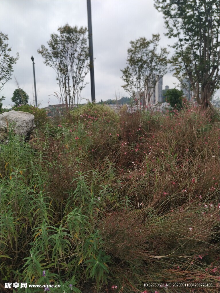 野外杂草丛生的山坡景象