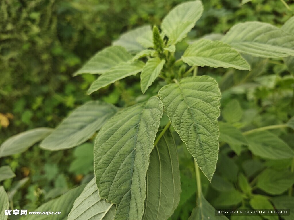 绿叶繁茂的绿色植物