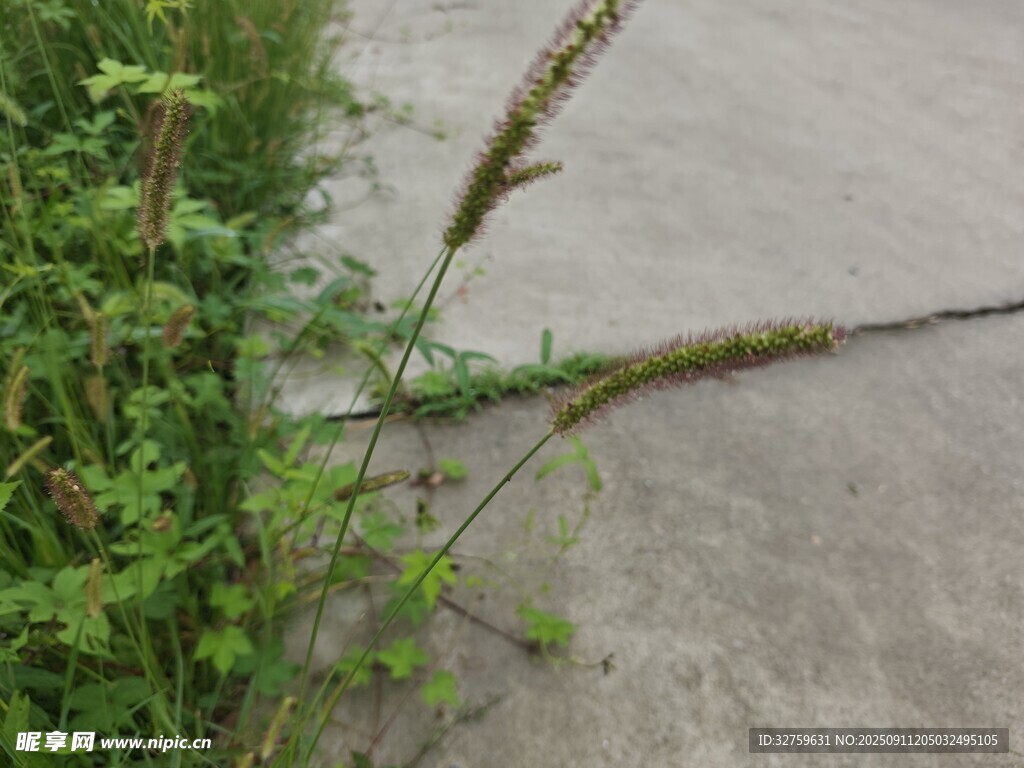 水泥边生长的顽强野草
