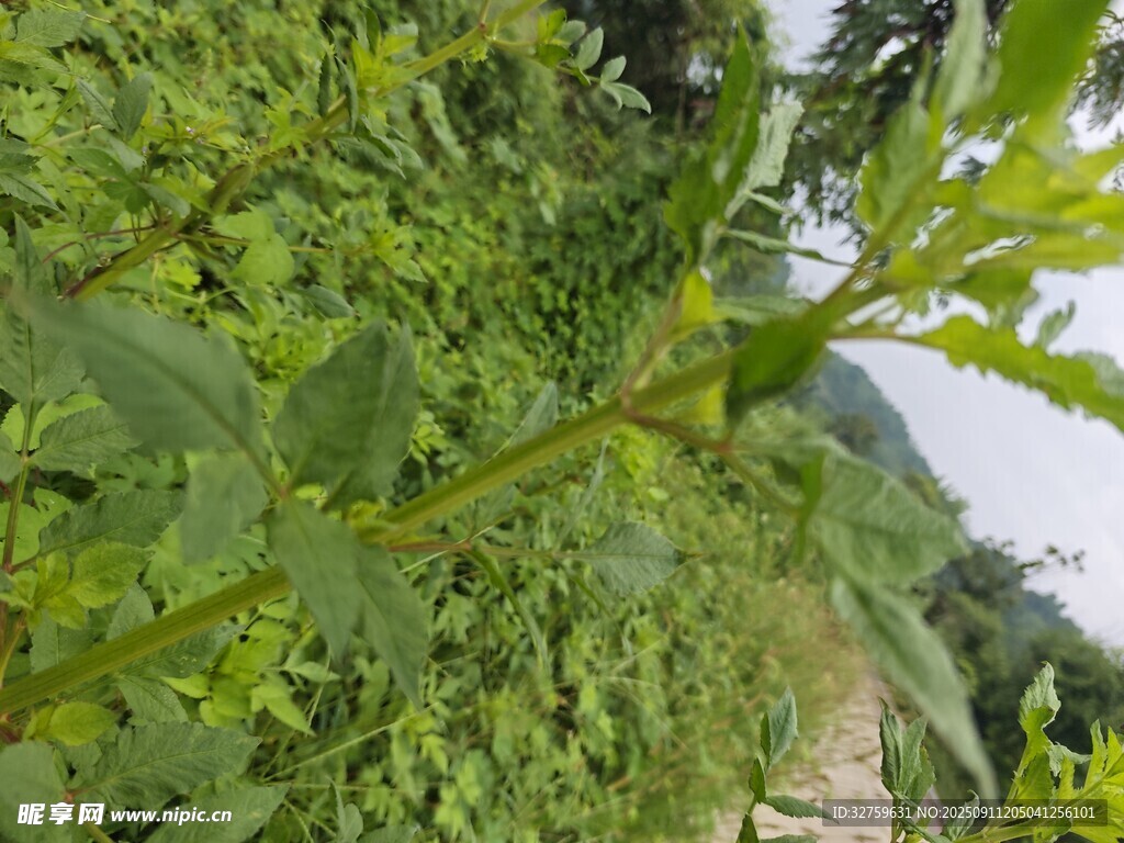 绿意盎然的繁茂植物景观