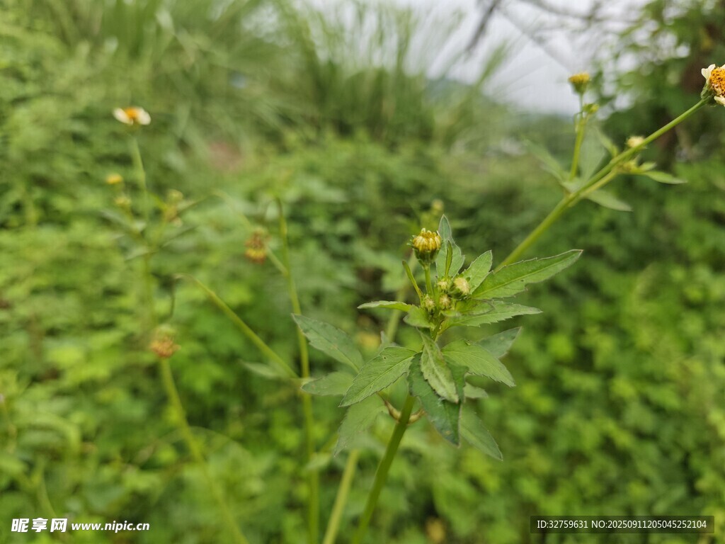 野外绿色植物与黄色小花