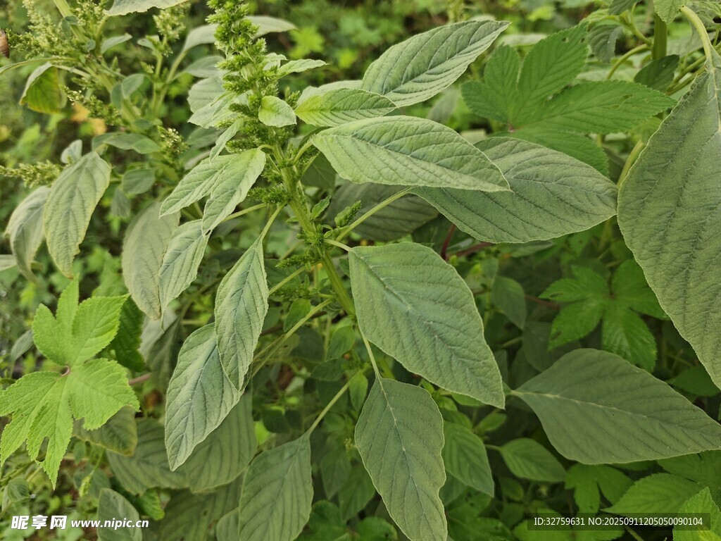 绿叶植物特写