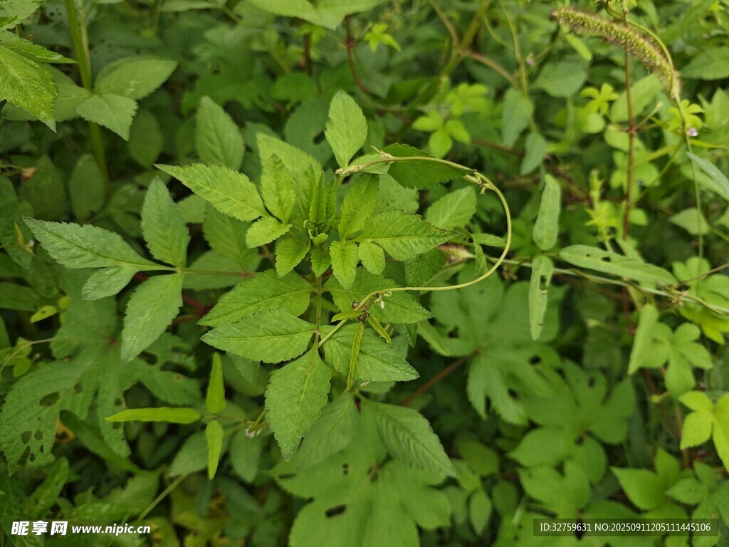 繁茂绿植景观