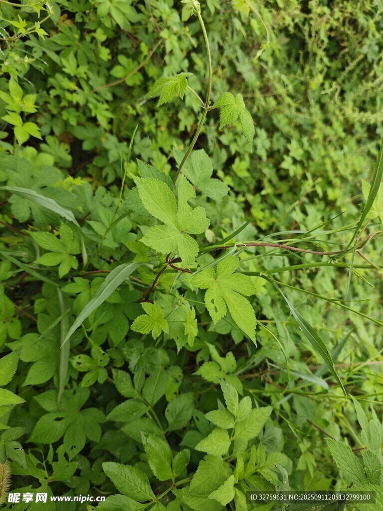 繁茂绿植
