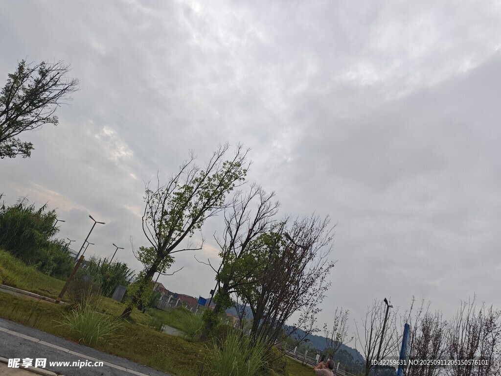 阴天路旁树木景观