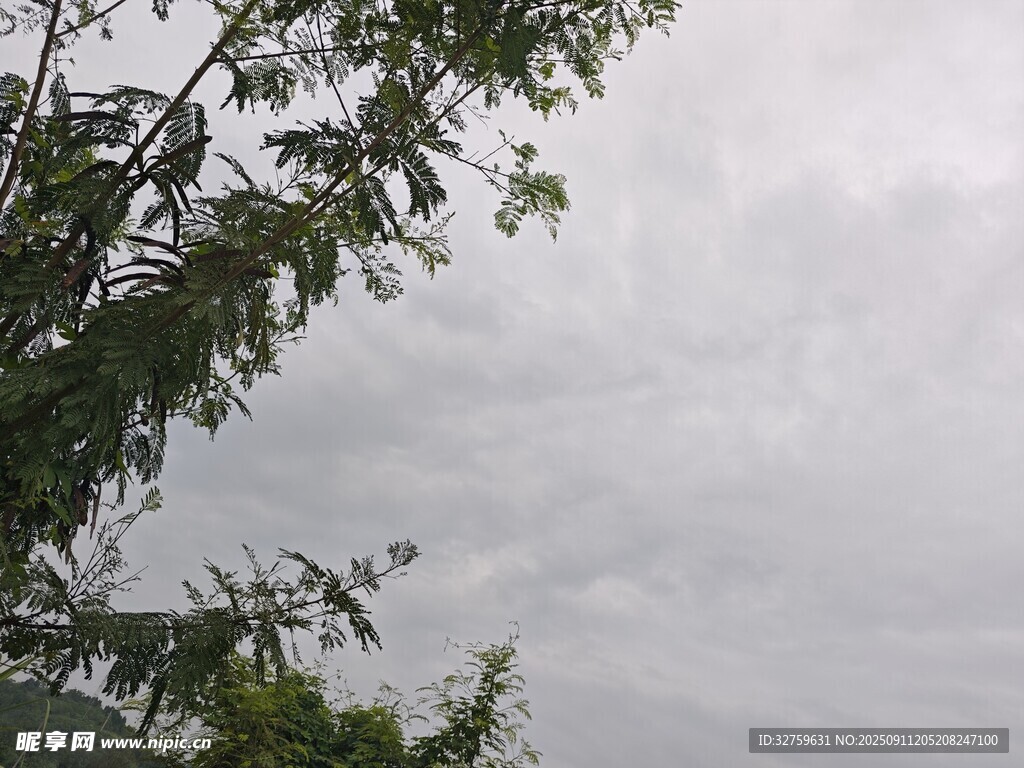 阴天树枝景象