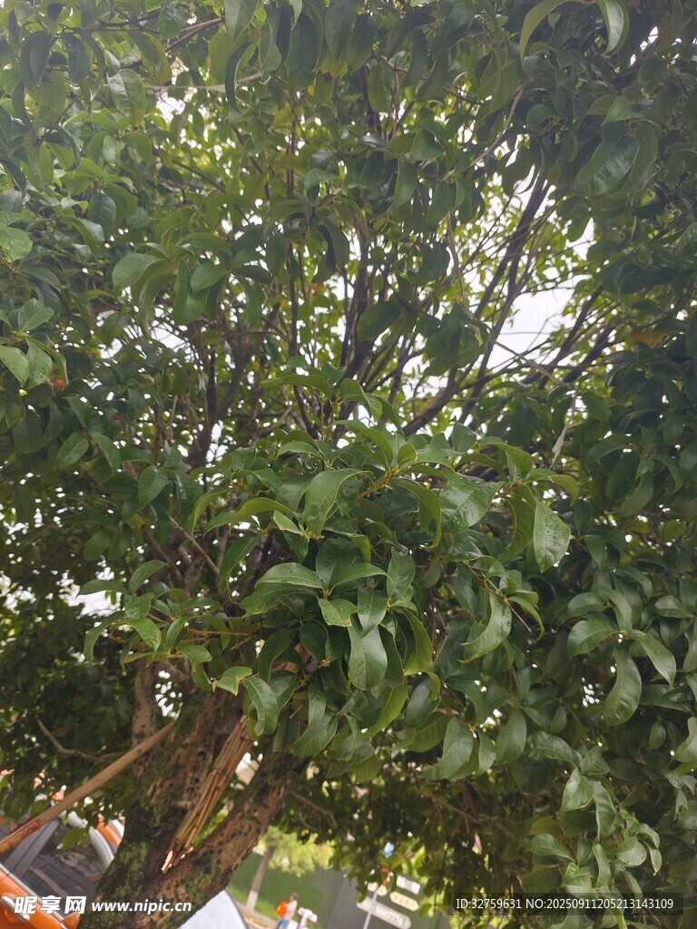 繁茂绿树展现自然生机