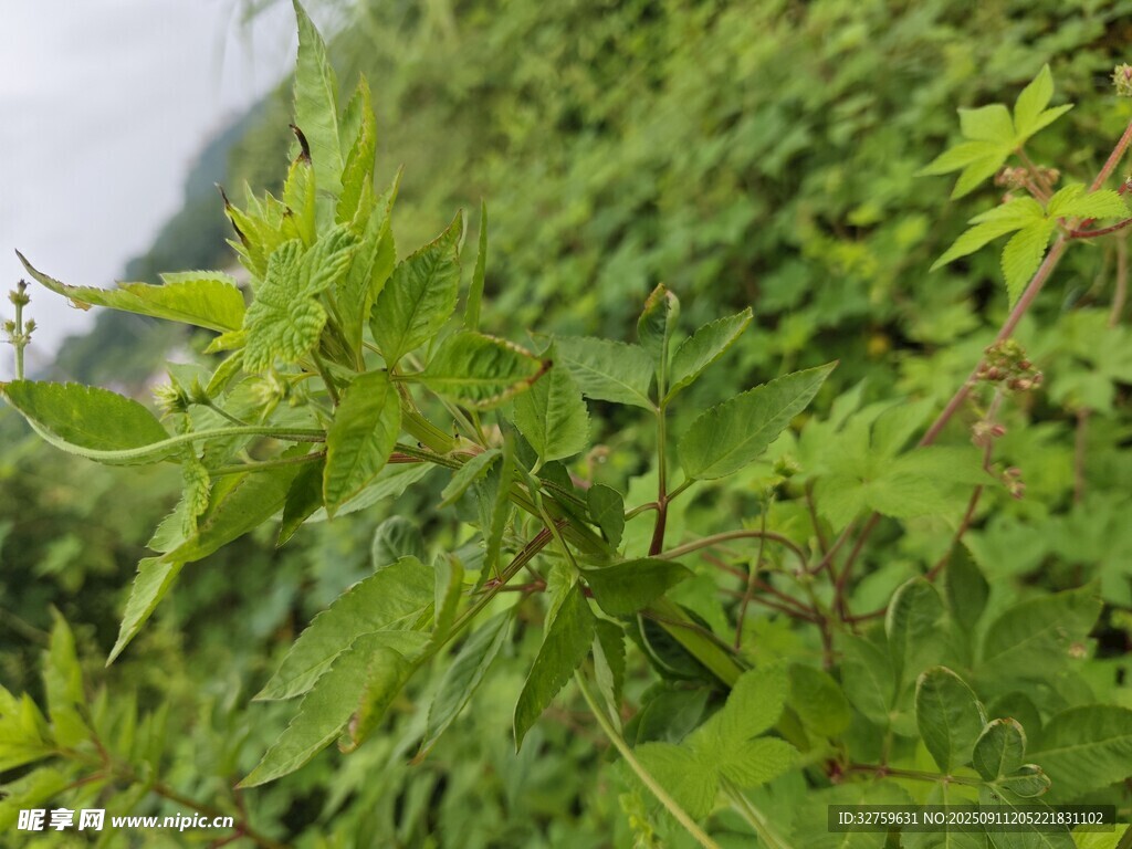 翠绿繁茂的野外植物景观
