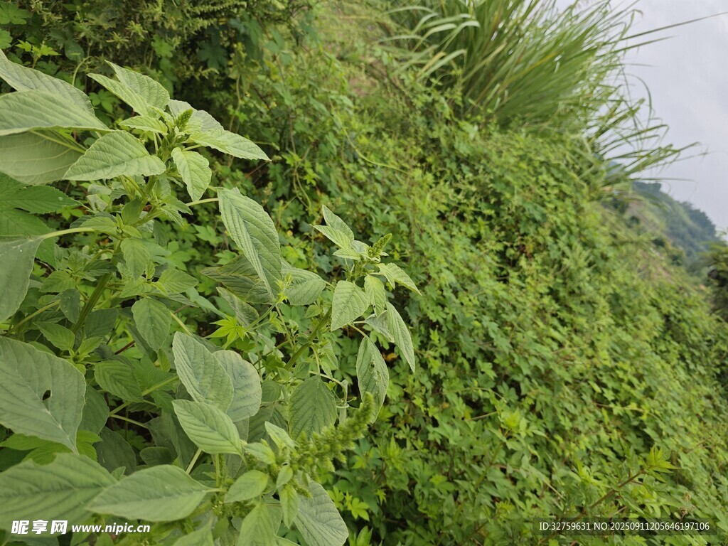 山坡上的繁茂绿色植物