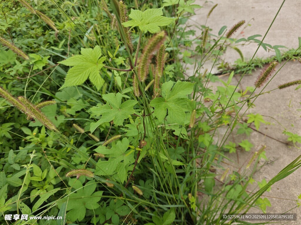 路边蓬勃生长的绿色植物
