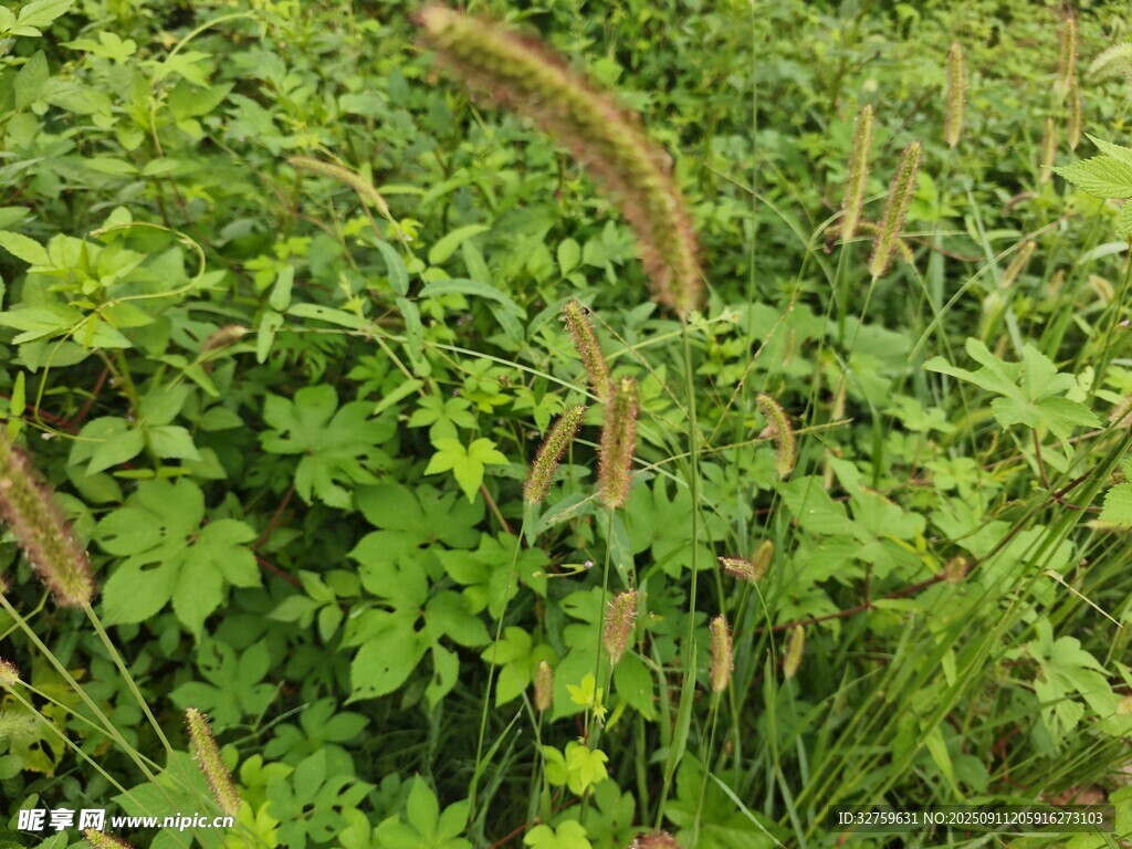 野外繁茂绿植景象