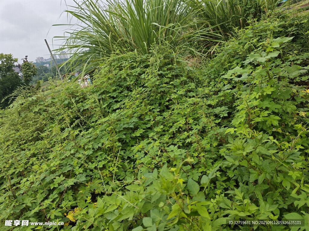 山坡上繁茂的绿色植物