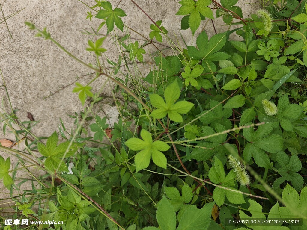 路边生长的绿色植物