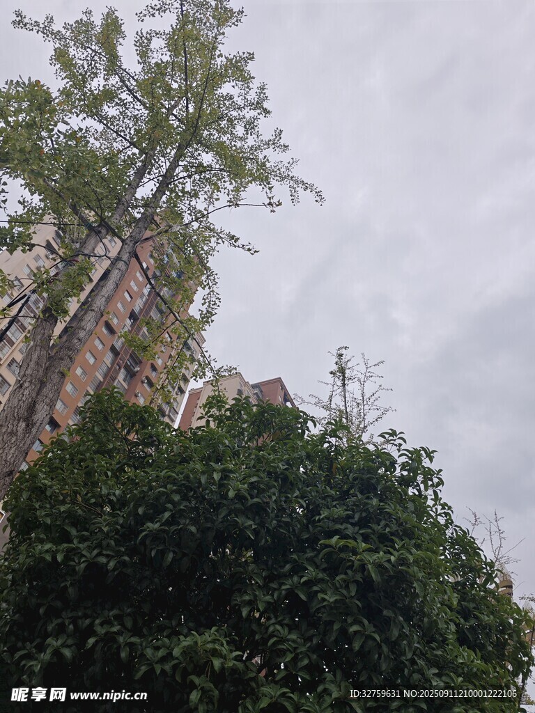 高耸树木与繁茂绿植景观