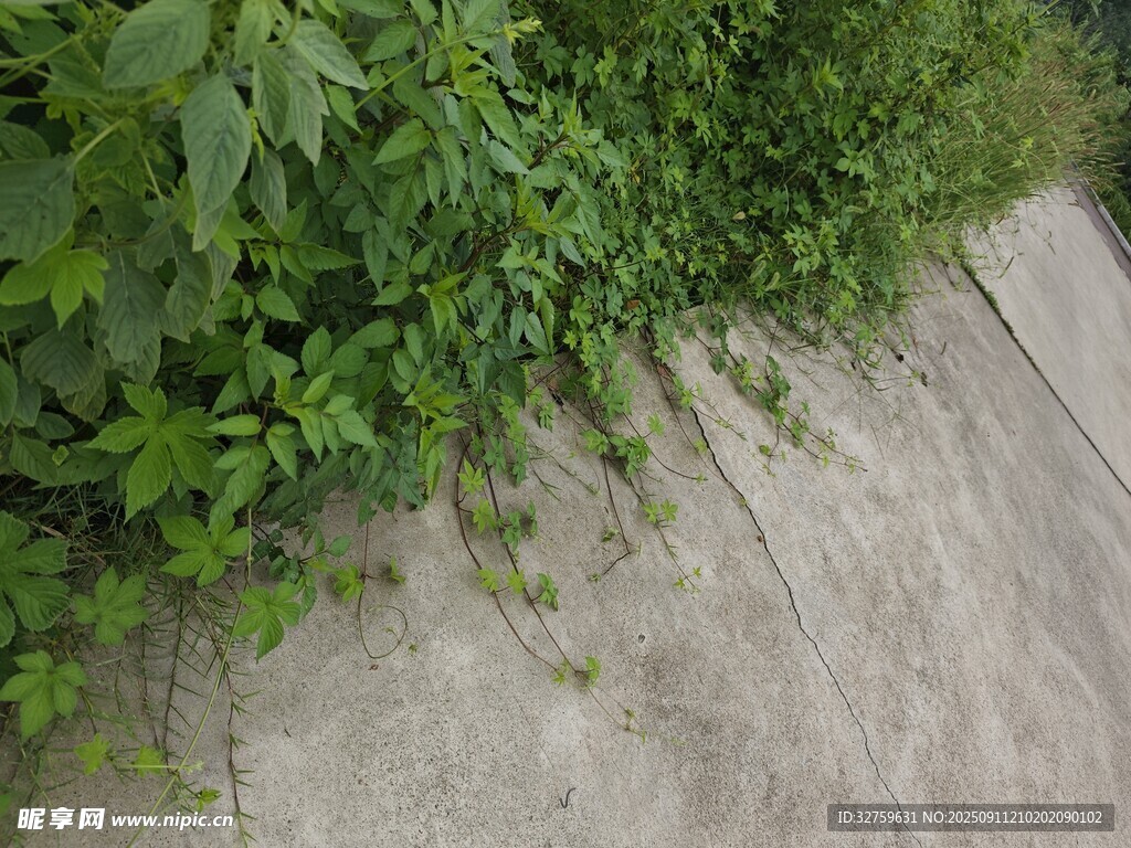 路边繁茂绿植