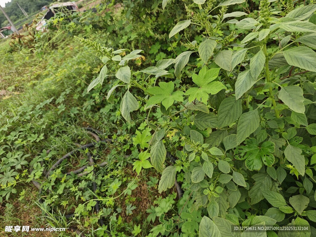 繁茂绿植景观